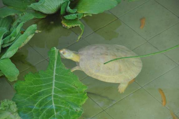 Tartaruga albina no Centro de Pesquisas de Animais, em Balbina - AM